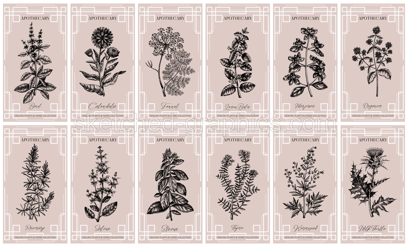 Art deco apothecary labels set. Healing plants, medicinal herbs sketches. Vintage frame design templates. NOT AI generated Illustration